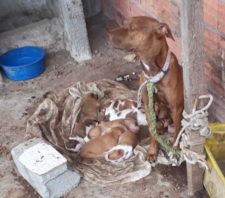Meio Ambiente resgata animais vítimas de maus-tratos no bairro Chácara Mea