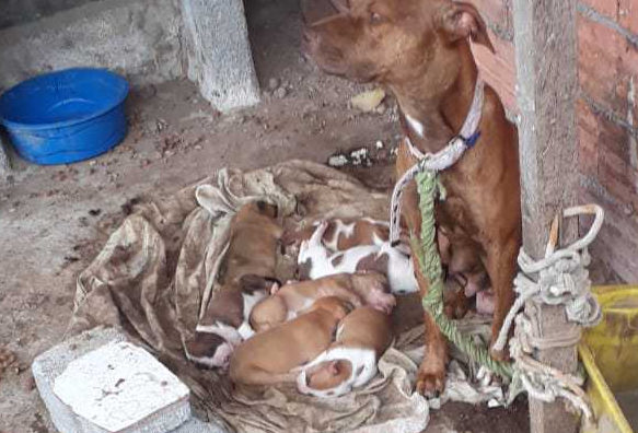 Meio Ambiente resgata animais vítimas de maus-tratos no bairro Chácara Mea