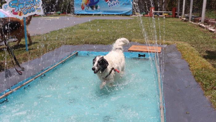 Primeiro “PlayPet Day – Edição Pool Party de Natal” recebe cerca de cem animais no sábado