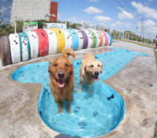 Evento inédito ‘PlayPet Day – Edição Pool Party de Natal’ ocorre neste sábado