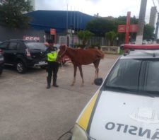 Secretaria de Transporte e Mobilidade Urbana resgata cavalo abandonado