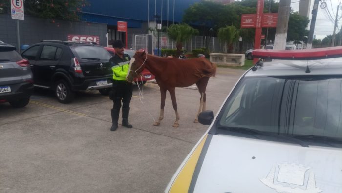 Secretaria de Transporte e Mobilidade Urbana resgata cavalo abandonado