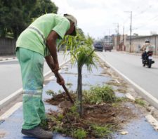 Viveiro Municipal promove revitalização do canteiro central da SP-66