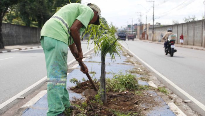 Viveiro Municipal promove revitalização do canteiro central da SP-66