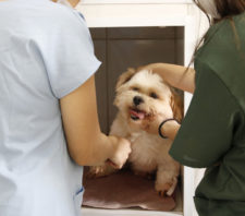 Secretaria de Meio Ambiente inicia atendimentos gratuitos a cães e gatos