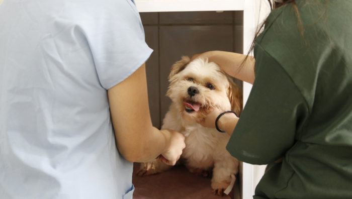 Secretaria de Meio Ambiente inicia atendimentos gratuitos a cães e gatos
