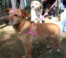 Portal ‘Baby, me Leva!’ apresenta 84 animais para adoção