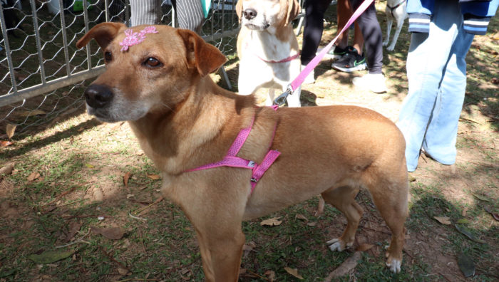 Portal ‘Baby, me Leva!’ apresenta 84 animais para adoção
