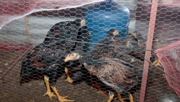 Agentes da prefeitura resgatam galos e denunciam proprietário por crime ambiental