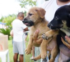 ‘Baby, Me Leva!’ regista a marca de 65 animais adotados no ano