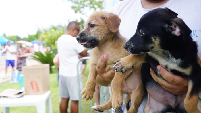 ‘Baby, Me Leva!’ regista a marca de 65 animais adotados no ano