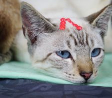 ‘Baby, me Leva!’ registra 16 animais adotados em evento no último domingo
