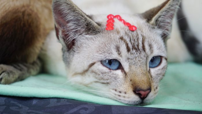 ‘Baby, me Leva!’ registra 16 animais adotados em evento no último domingo