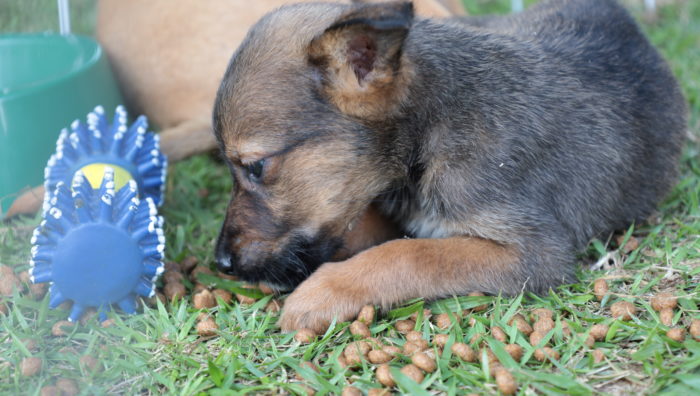 Evento do ‘Baby, me Leva!’ promove adoção de 20 animais no Parque Max Feffer