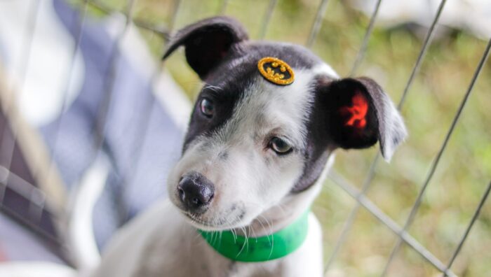 ‘Baby, me Leva!’ bate recorde com adoção de 92 animais em evento no último domingo