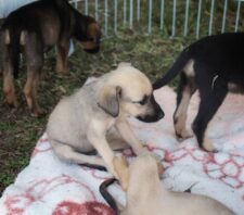 Domingo é marcado pela adoção de 27 animais em eventos na cidade