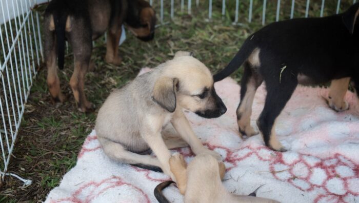 Domingo é marcado pela adoção de 27 animais em eventos na cidade