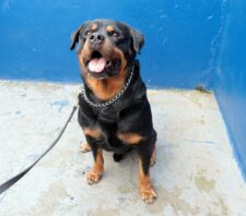 Thor, primeiro cão da GCM, é recepcionado pelo prefeito no dia de sua aposentadoria