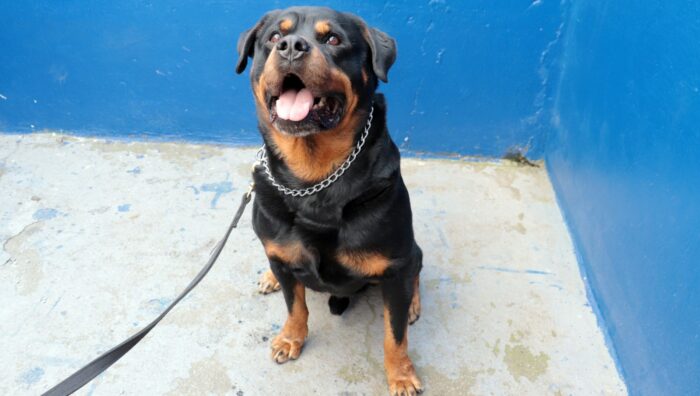 Thor, primeiro cão da GCM, é recepcionado pelo prefeito no dia de sua aposentadoria