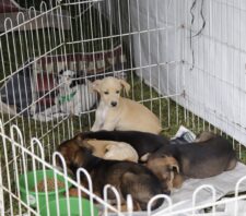 Parque Max Feffer recebe nova edição do ‘Baby, me Leva!’ neste domingo