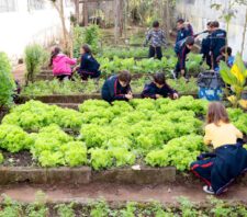 Alunos colhem verduras e hortaliças em horta de escola no Jardim Cacique