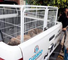 Animais sob maus-tratos são resgatados de casa em Palmeiras