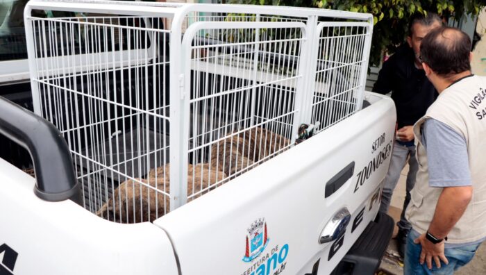 Animais sob maus-tratos são resgatados de casa em Palmeiras