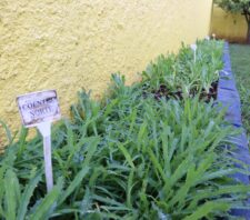 Viveiro faz replantio em hortas escolares no Jardim Maitê e na Cidade Edson