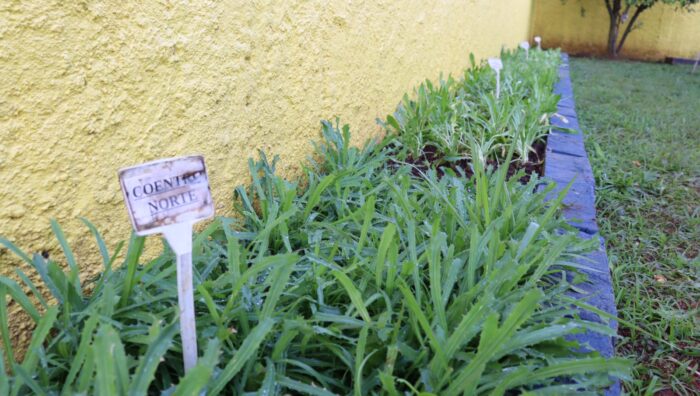 Viveiro faz replantio em hortas escolares no Jardim Maitê e na Cidade Edson