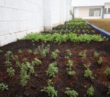 Horta comunitária é inaugurada na ESF Jardim Revista