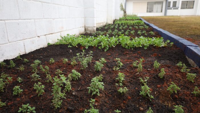 Horta comunitária é inaugurada na ESF Jardim Revista