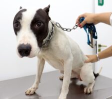 Meio Ambiente anuncia mutirão para castração de cães e gatos