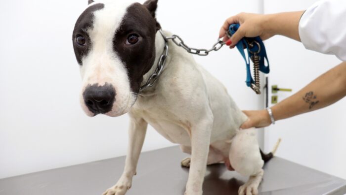 Meio Ambiente anuncia mutirão para castração de cães e gatos