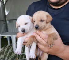 ‘Baby, me Leva!’ alcança a marca de 390 animais adotados no ano