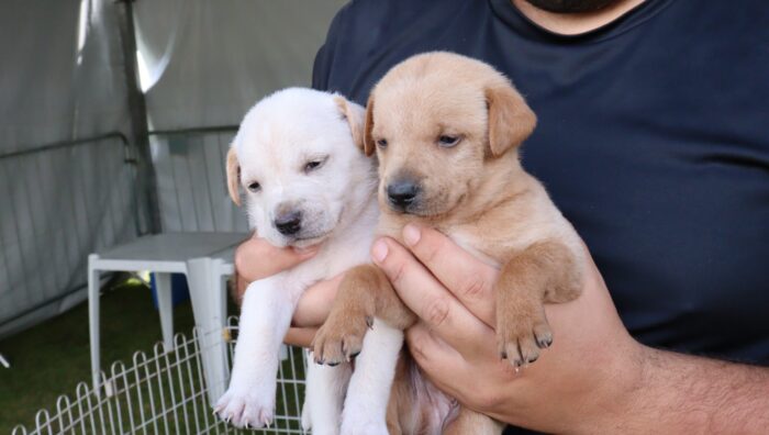 ‘Baby, me Leva!’ alcança a marca de 390 animais adotados no ano