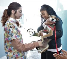 Meio Ambiente garante 127 procedimentos de castração animal no fim de semana