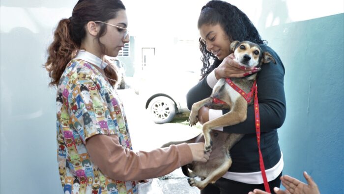 Meio Ambiente garante 127 procedimentos de castração animal no fim de semana