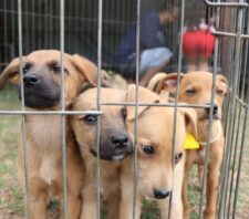 ‘Baby, me Leva!’ alcança marca histórica de mil animais adotados