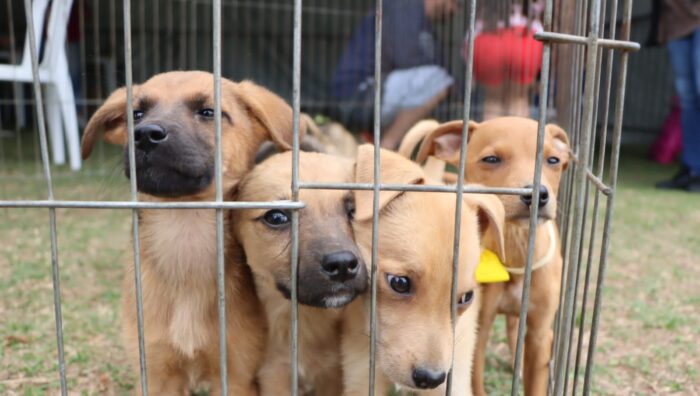 ‘Baby, me Leva!’ alcança marca histórica de mil animais adotados