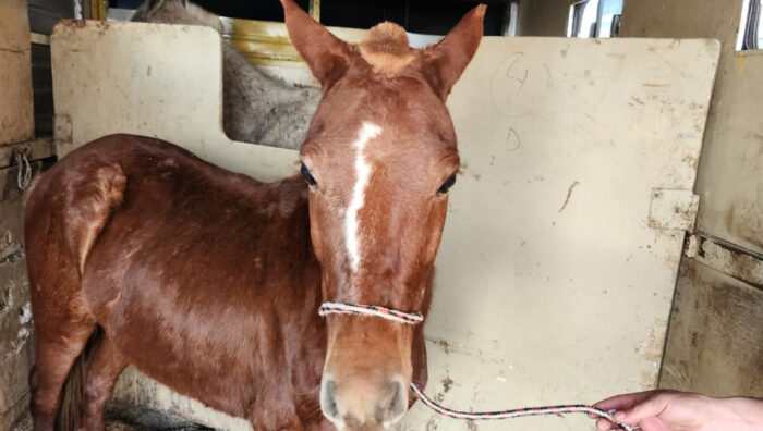 Meio Ambiente resgata cavalos abandonados no Miguel Badra