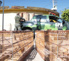 Sete pessoas são conduzidas pelo GPA à delegacia após flagrante de competição de aves