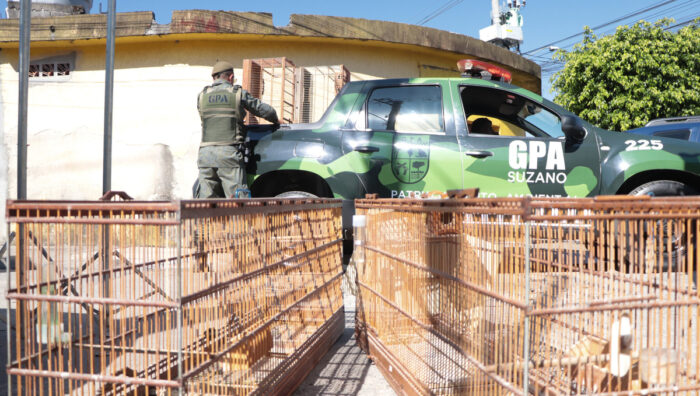 Sete pessoas são conduzidas pelo GPA à delegacia após flagrante de competição de aves