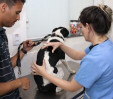 Animal vítima de maus-tratos é resgatado pelo Meio Ambiente e GCM