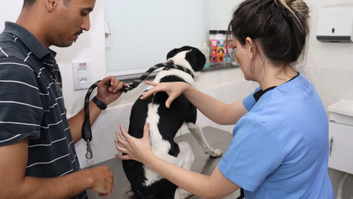 Animal vítima de maus-tratos é resgatado pelo Meio Ambiente e GCM