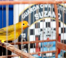 GPA resgata mais de 40 pássaros silvestres em Palmeiras