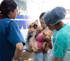 Mutirão promove castração e microchipagem em 134 animais de Palmeiras