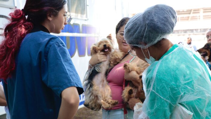 Mutirão promove castração e microchipagem em 134 animais de Palmeiras
