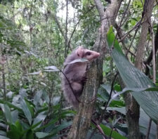 Animais resgatados durante ações da prefeitura são devolvidos à natureza