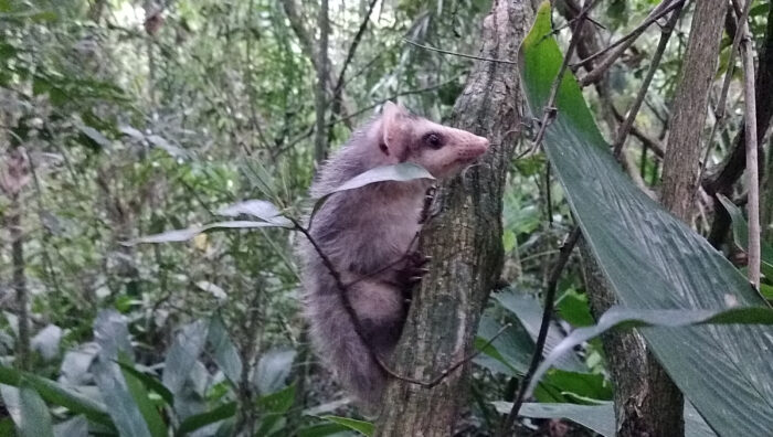 Animais resgatados durante ações da prefeitura são devolvidos à natureza
