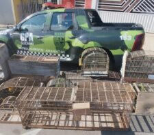 GPA resgata 32 animais silvestres e impede desmatamento, extração e descarte irregulares